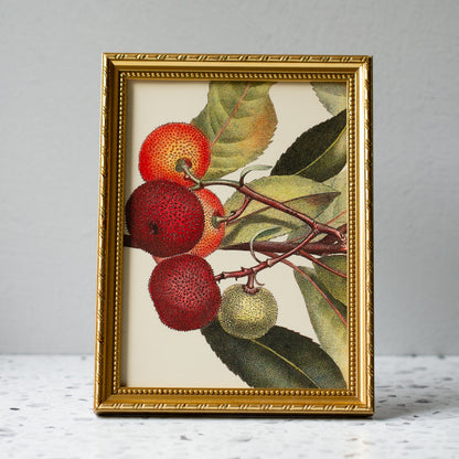 Arbutus Strawberry Tree in Gold Ornate Frame