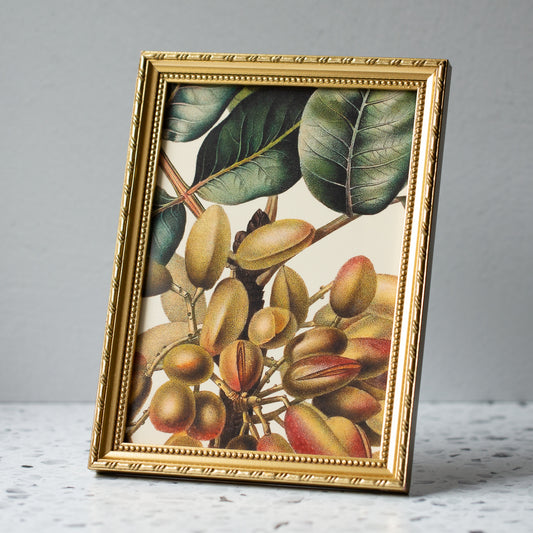 Pistachio Tree in Gold Ornate Frame