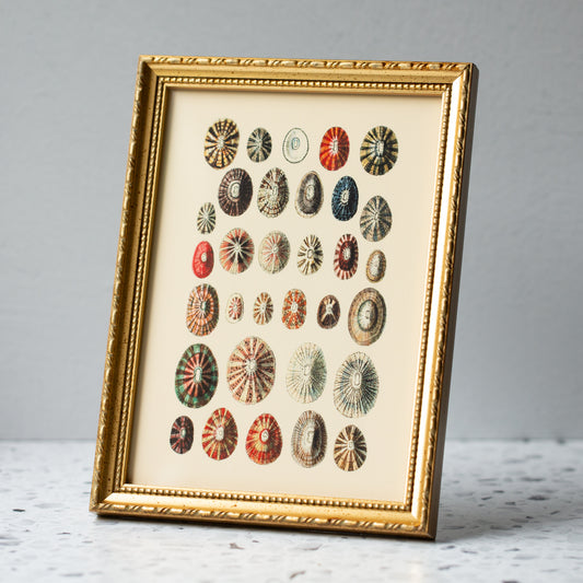 Thirty Two Sea Shells in Gold Ornate Frame